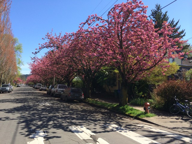 Trees with pink blossoms