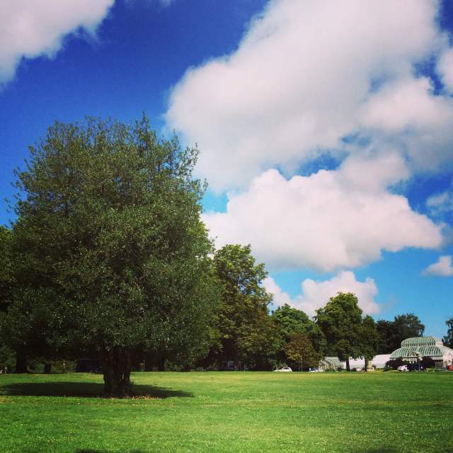 tree in Volunteer Park