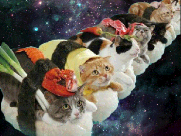 sushi-cats