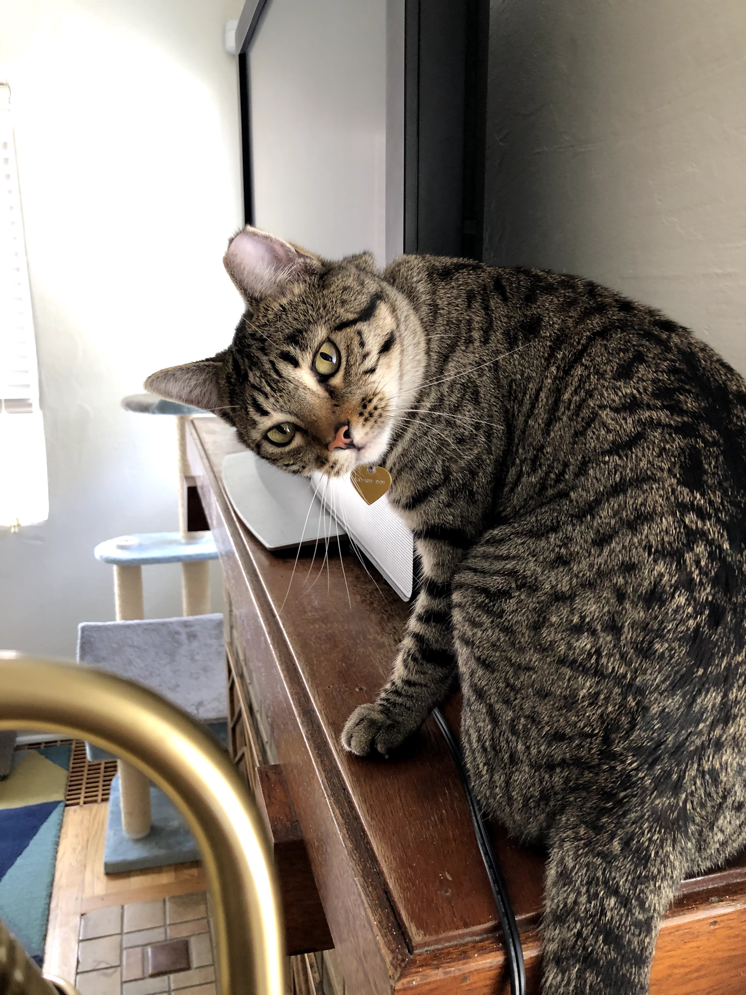 Cat on fireplace mantle.
