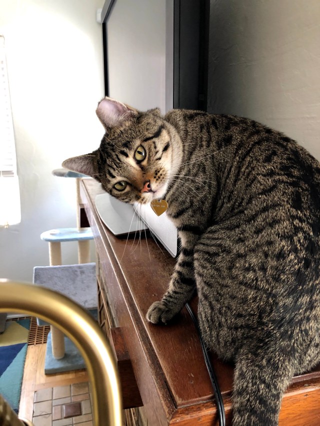 Cat on fireplace mantle.