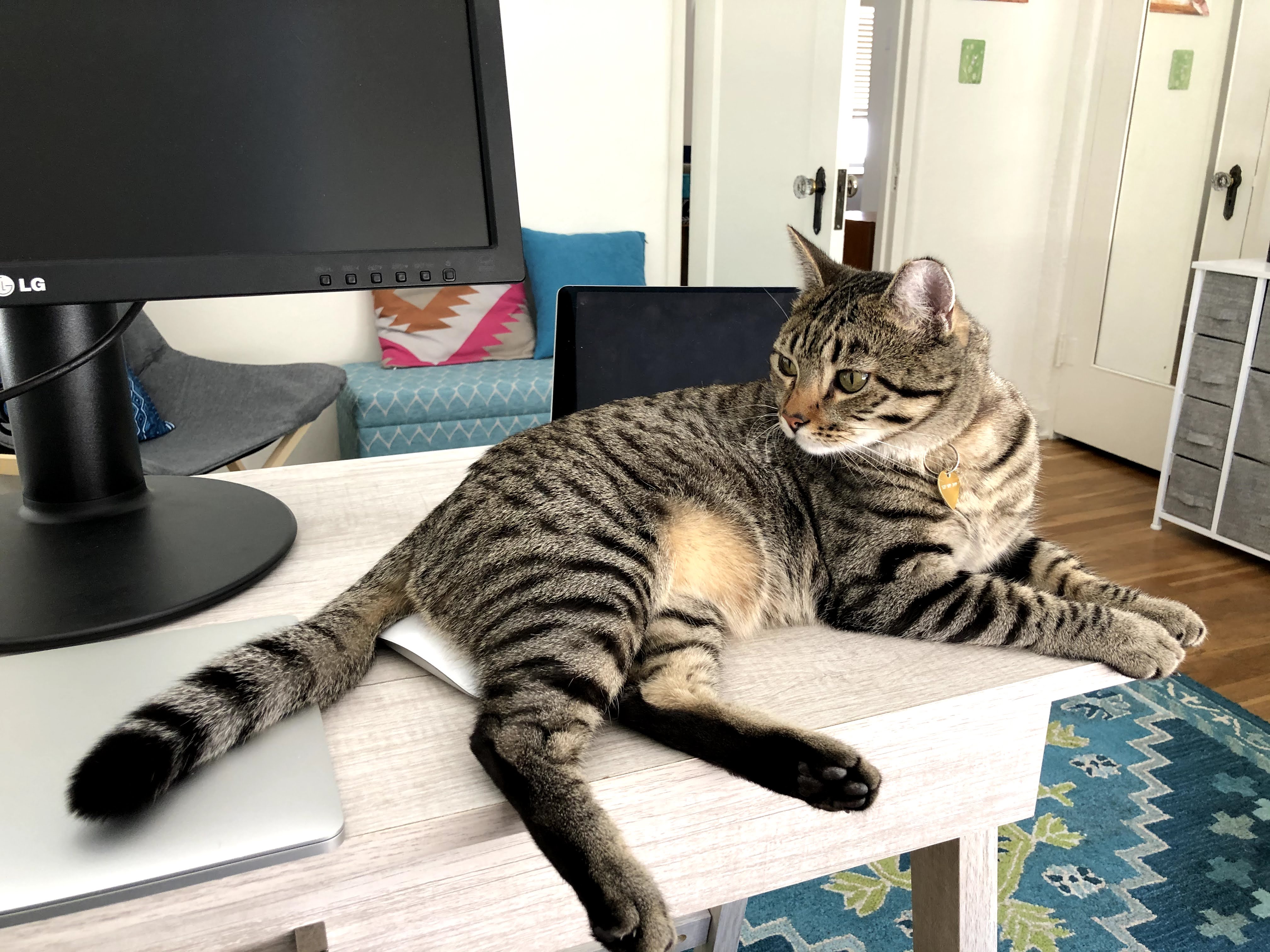 Tabby cat on a desk