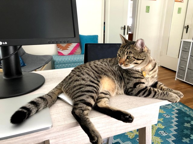 Tabby cat on a desk